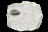 Cyphaspis Trilobite - Issoumour, Morocco #124892-1